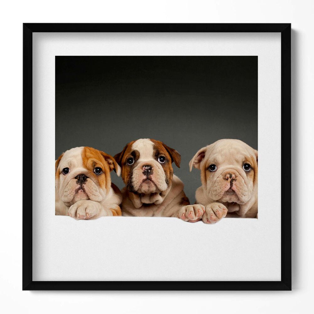 Keretezett falikép Kutyák arca barátságos kifejezéssel