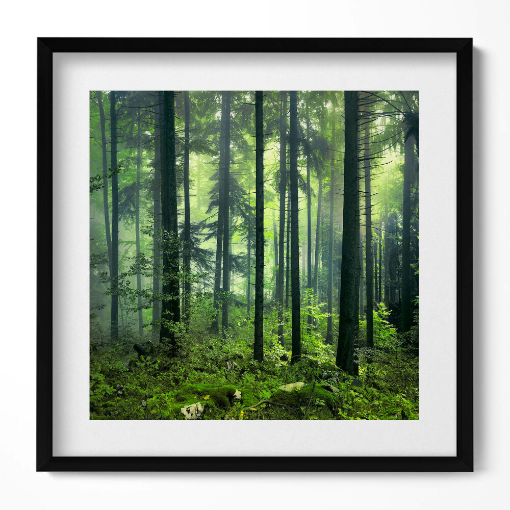 Keretezett falikép Zöld erdő ködben