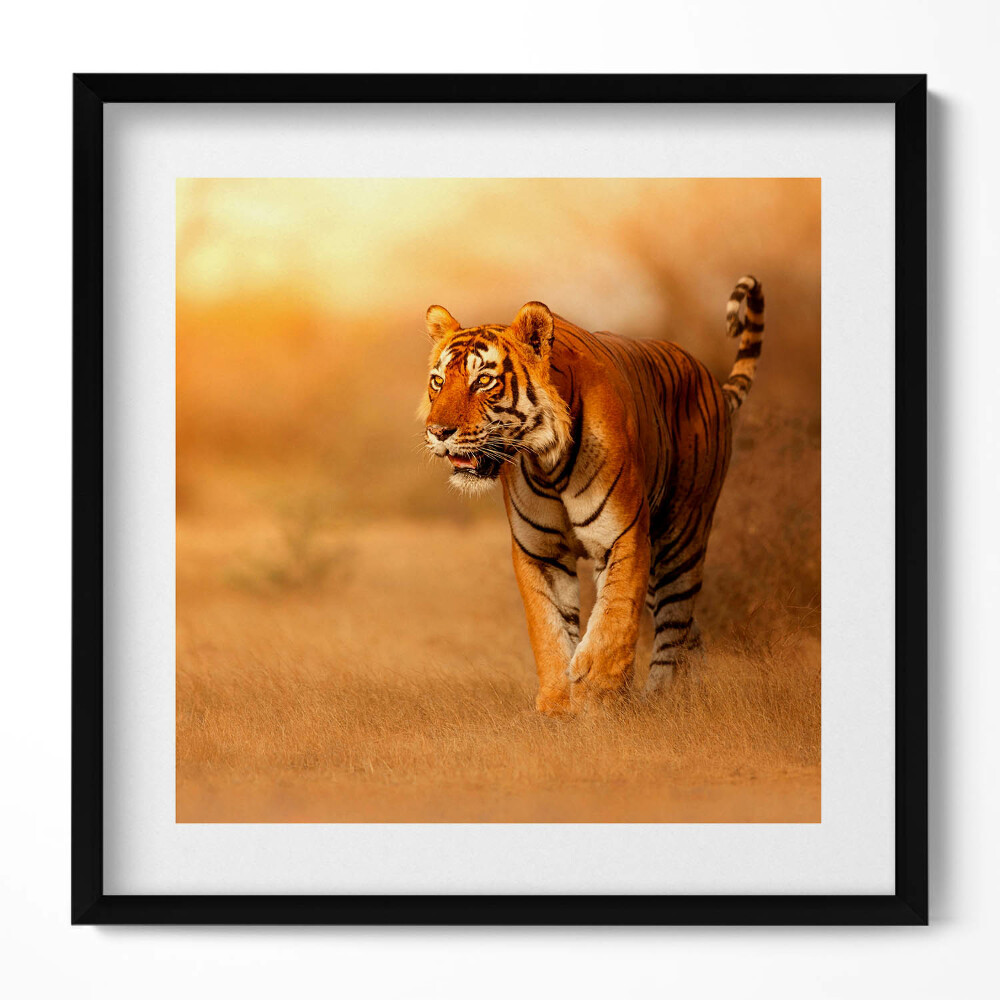 Keretezett falikép Tigris a fűben