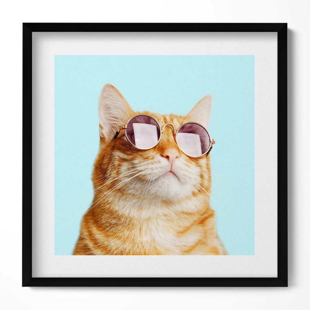 Keretezett falikép Cicás napszemüveges portré