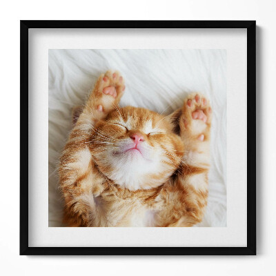 Keretezett falikép Alvó boldog macska