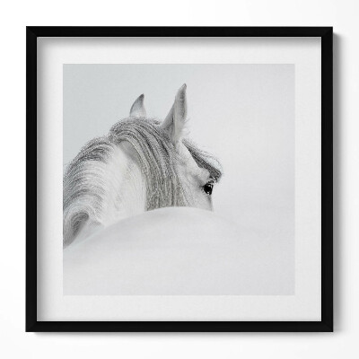 Keretezett falikép Fehér ló profilja
