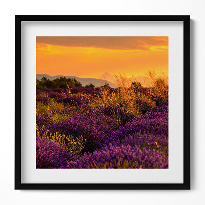 Keretezett falikép Levendulamező naplementében