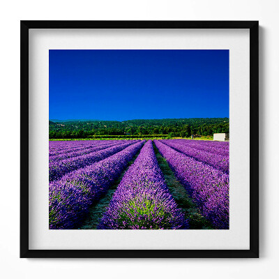 Keretezett falikép Levendulamezők kék éggel