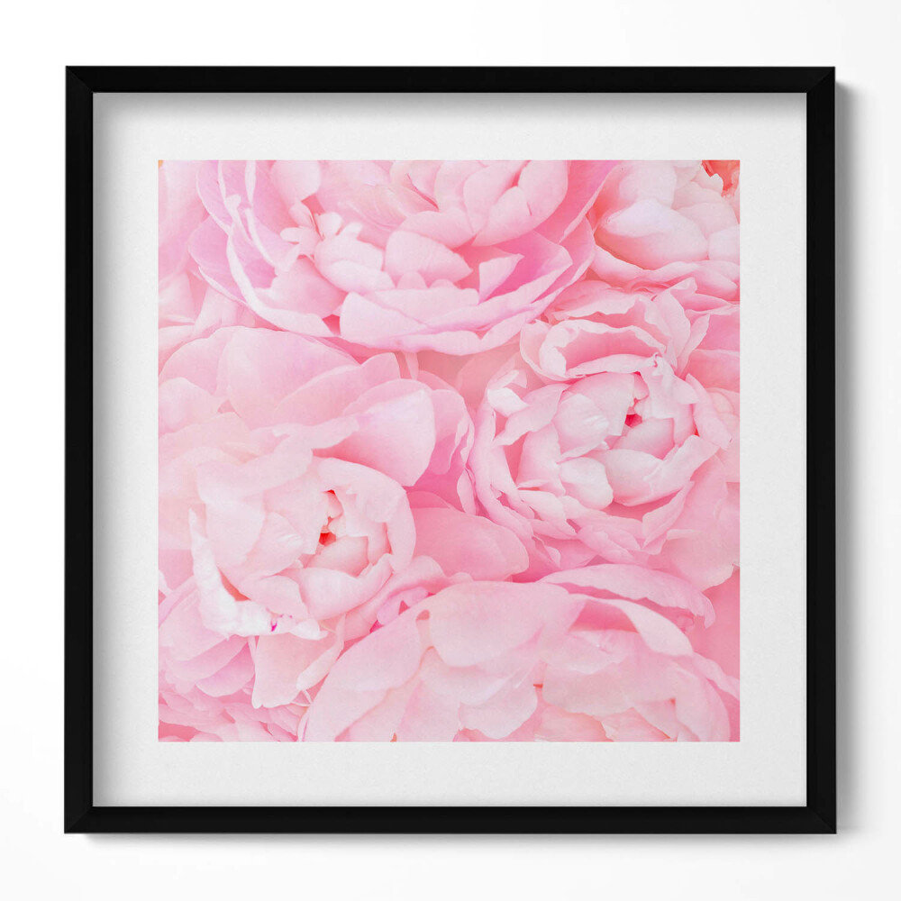 Keretezett falikép Rózsaszínű virágok peóniák