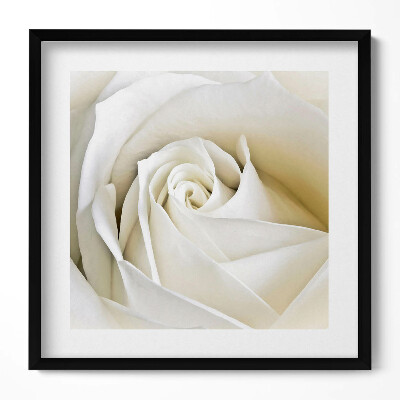 Keretezett falikép Fehér rózsa közeli képe