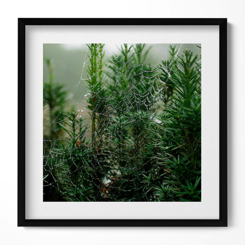Keretezett falikép Pókháló zöld növényeken