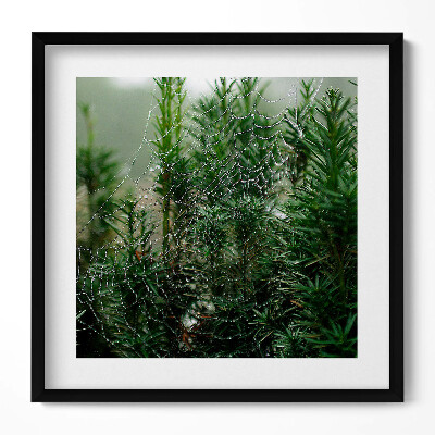 Keretezett falikép Pókháló zöld növényeken