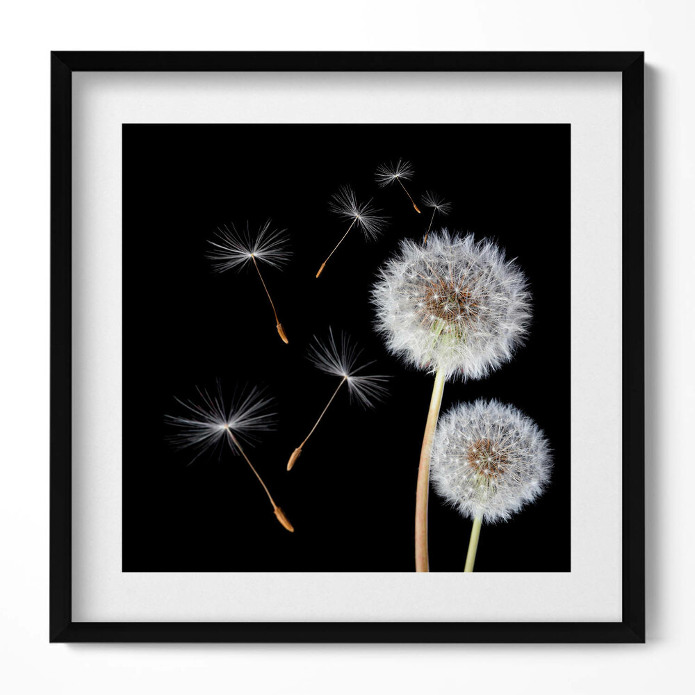 Keretezett falikép Pipacsok és lebegő magok