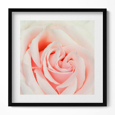 Keretezett falikép Rózsaszín rózsa közelképe