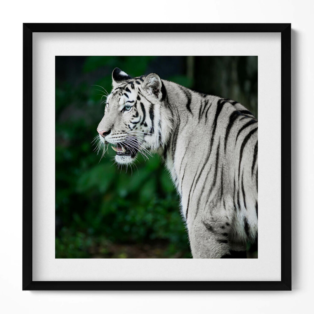 Keretezett falikép Fehér tigris profilja