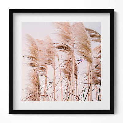 Keretezett falikép Pampafű csokrok fehér háttérrel