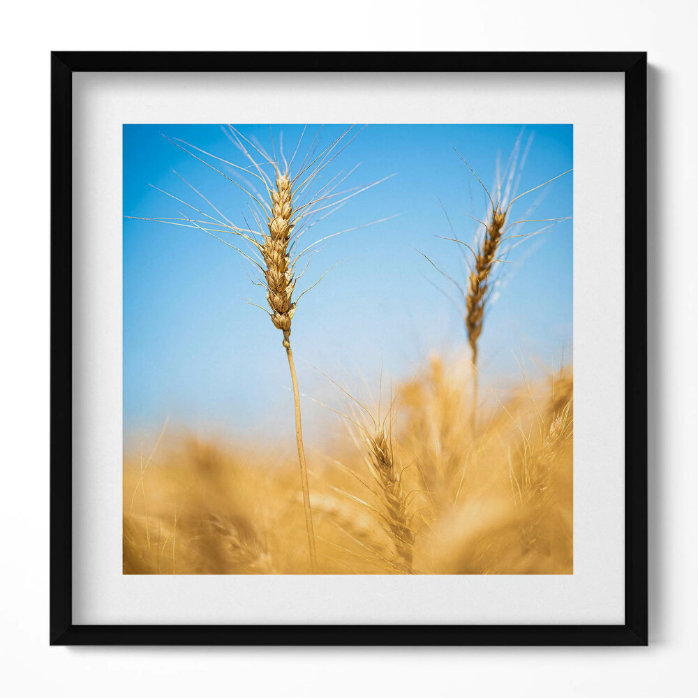 Keretezett falikép Aranysárga búzaföld kék ég