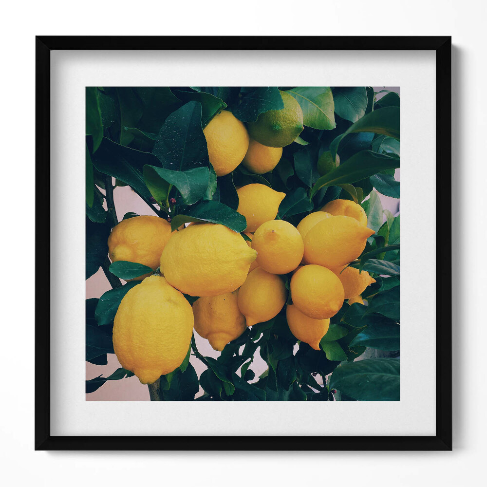 Keretezett falikép Sárga citromok zöld leveleken