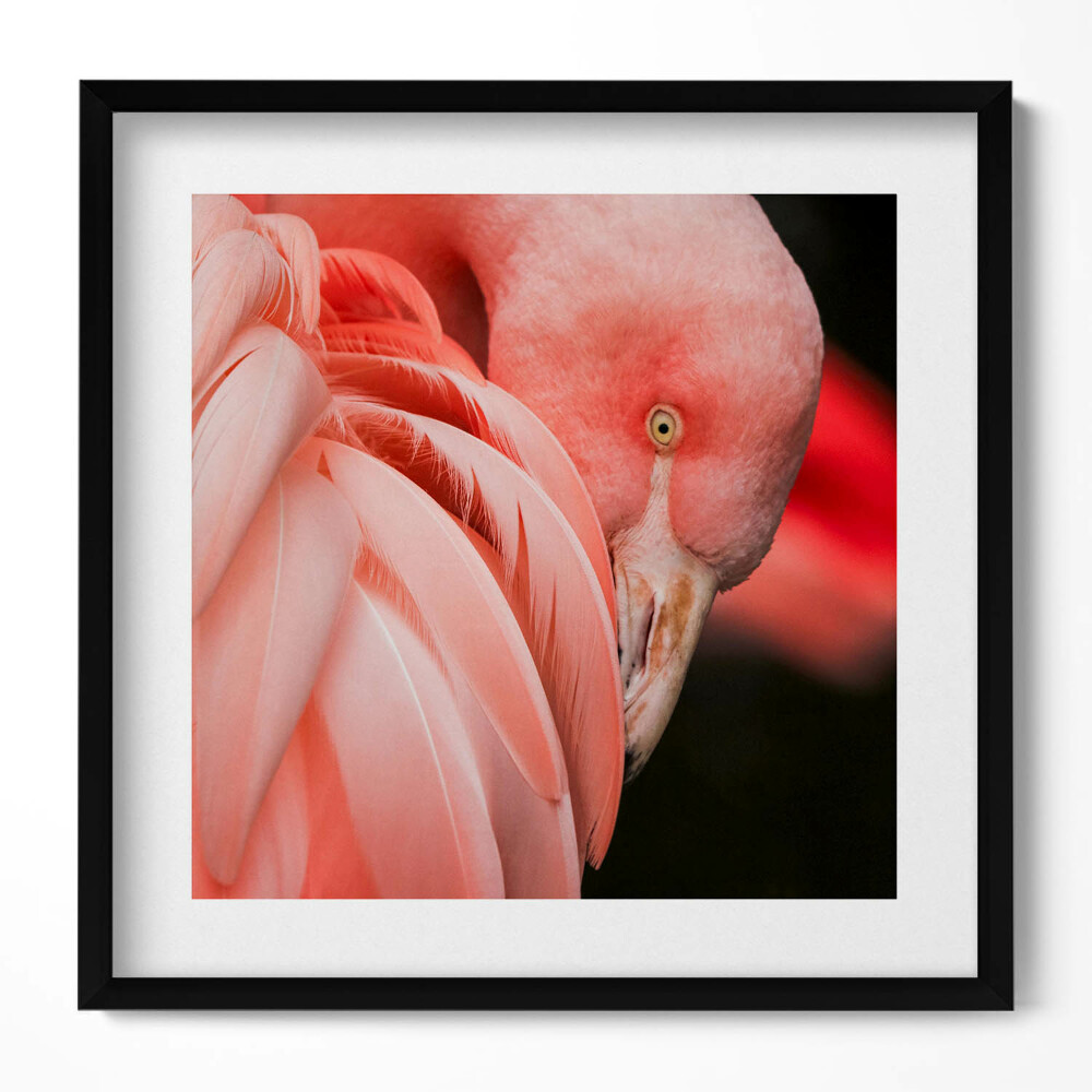 Keretezett falikép Rózsaszín flamingó tollazata