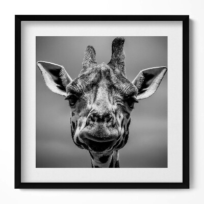 Keretezett falikép Giraffe portré fekete-fehérben