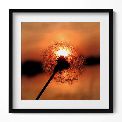 Keretezett falikép Naplemente egy pitypang mögött