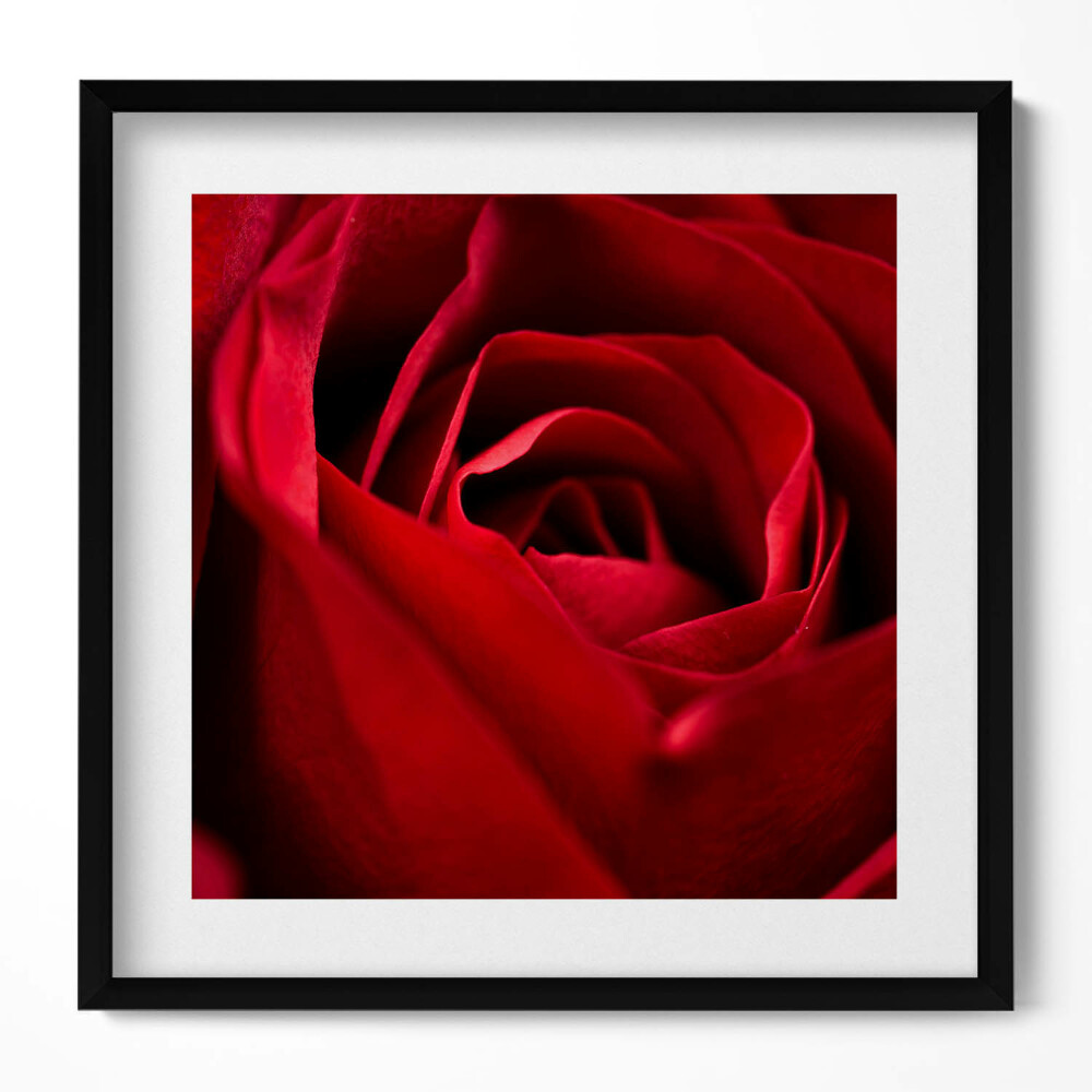 Keretezett falikép Vörös rózsa közeli képe