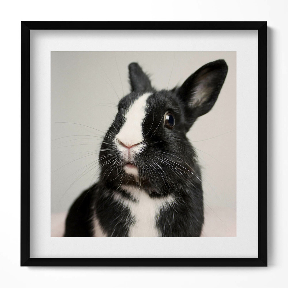 Keretezett falikép Fekete-fehér nyúl portréja