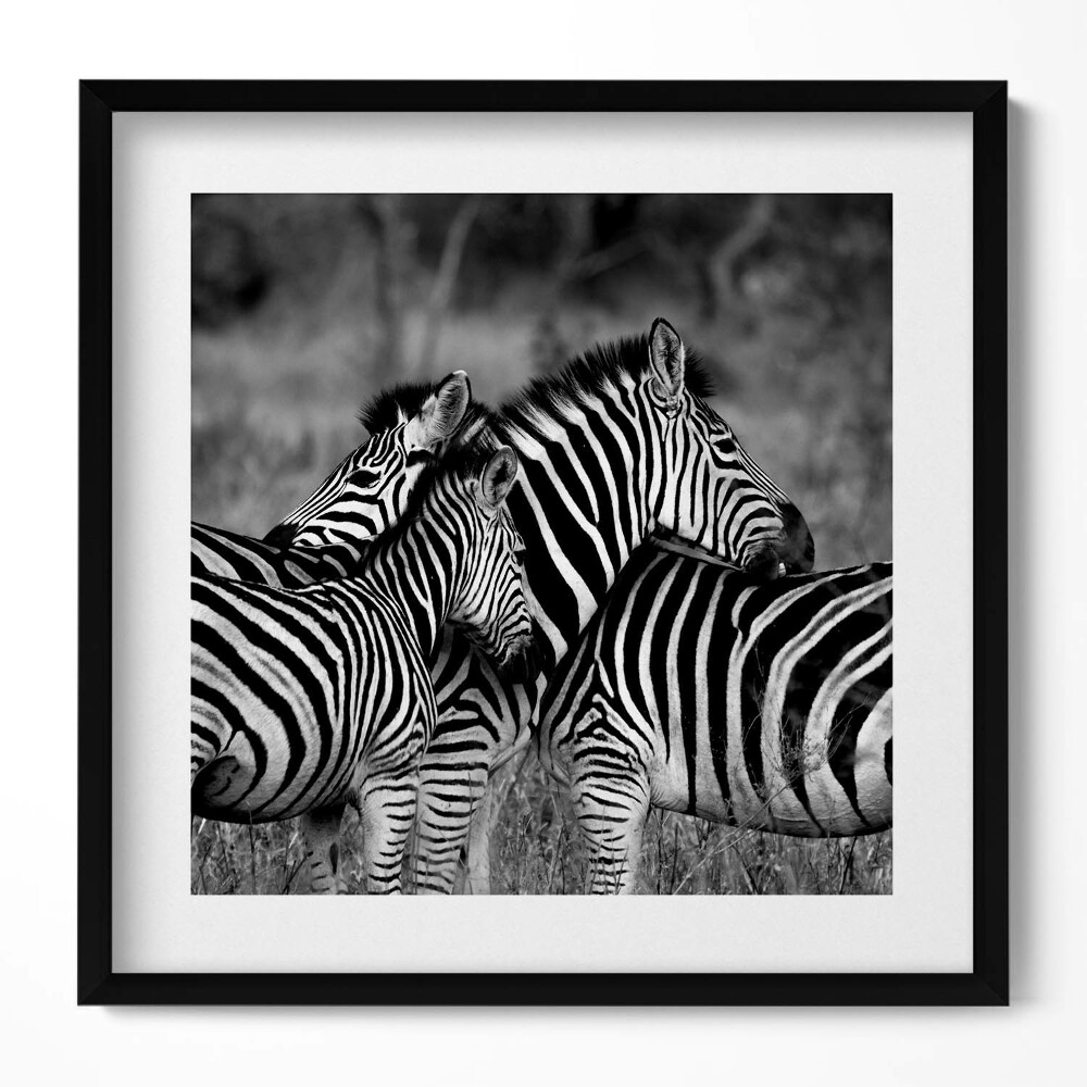 Keretezett falikép Zebrák fekete-fehér csíkokkal