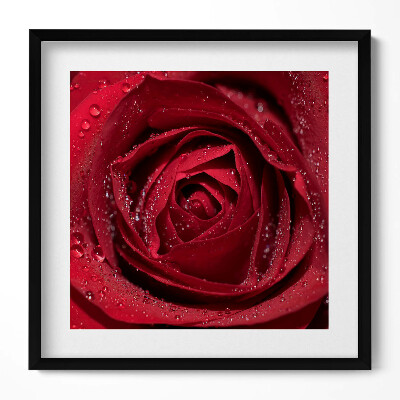 Keretezett falikép Piros rózsa esőcseppekkel
