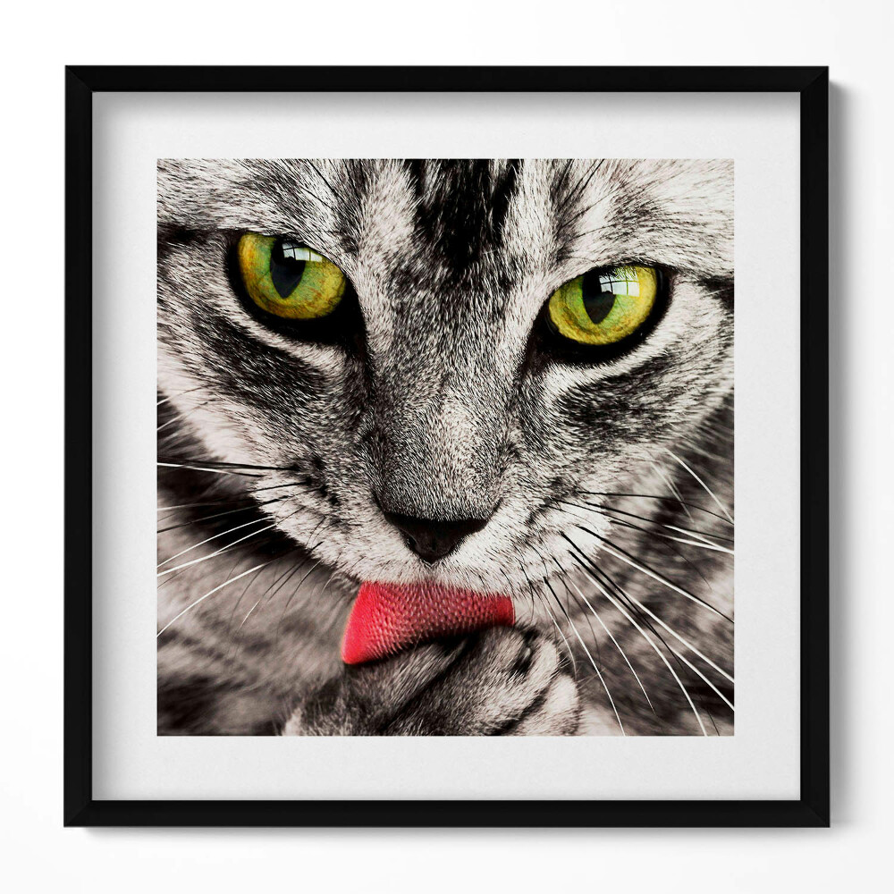 Keretezett falikép Fekete-fehér macska zöld szemek