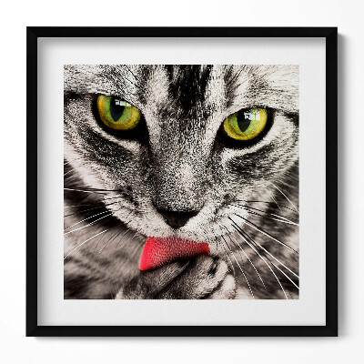 Keretezett falikép Fekete-fehér macska zöld szemek
