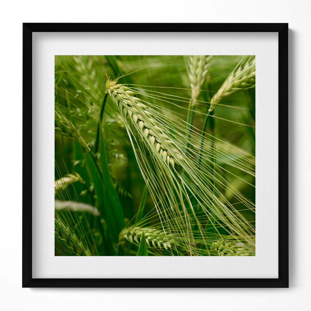 Keretezett falikép Zöld búzafélék mezője