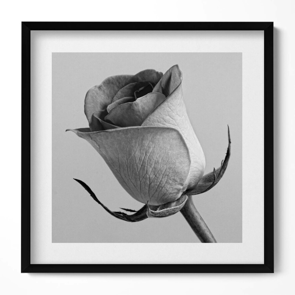Keretezett falikép Fekete-fehér rózsa