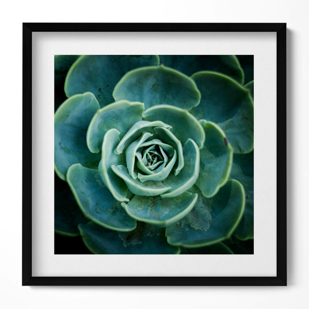 Keretezett falikép Zöld szukkulens növény