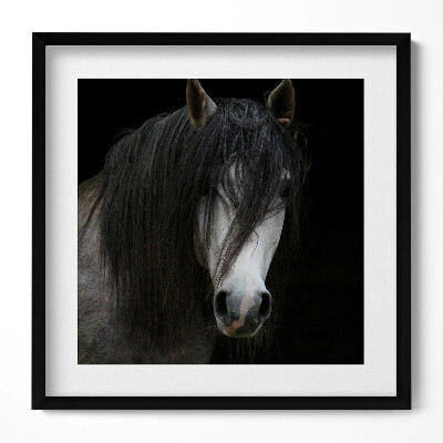 Keretezett falikép Fekete hajú ló portréja