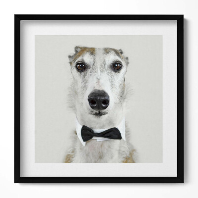 Keretezett falikép Elegáns kutya fekete nyakkendőben