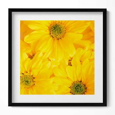 Keretezett falikép Sárga virágok közelről