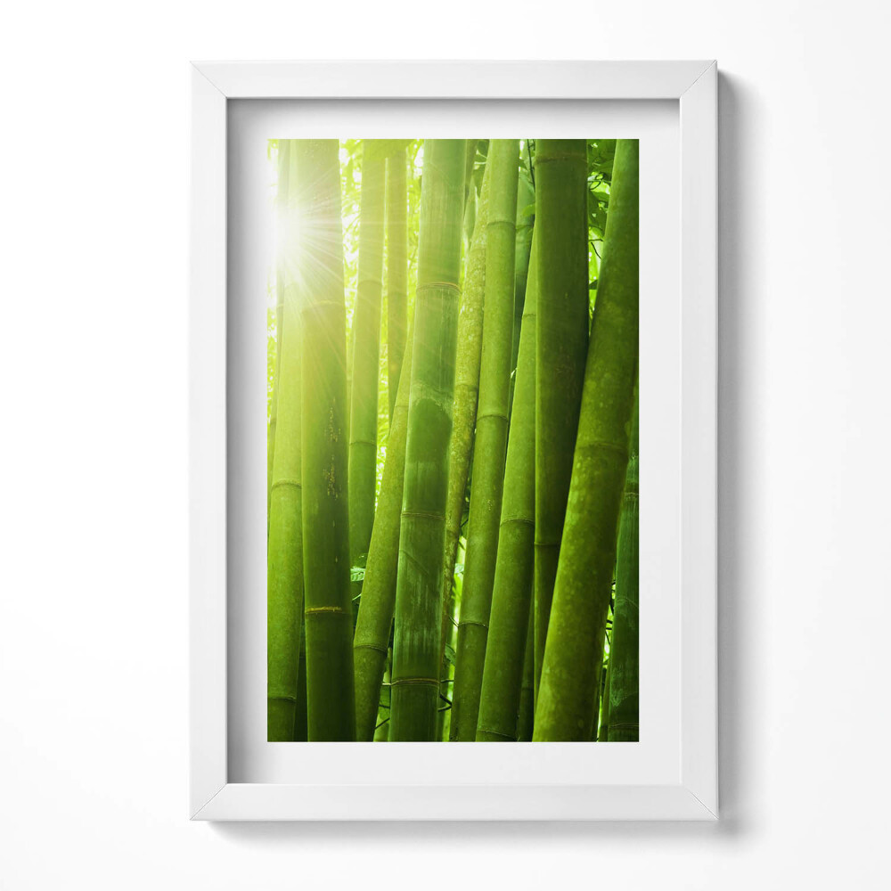 Keretezett kép Zöld bambuszerdő napfény