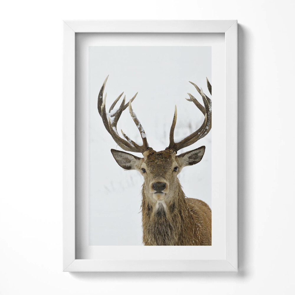Keretezett kép Szarvas hóban impozáns agancsokkal