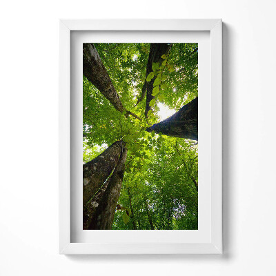Keretezett kép Fák lombkoronája zöld színek