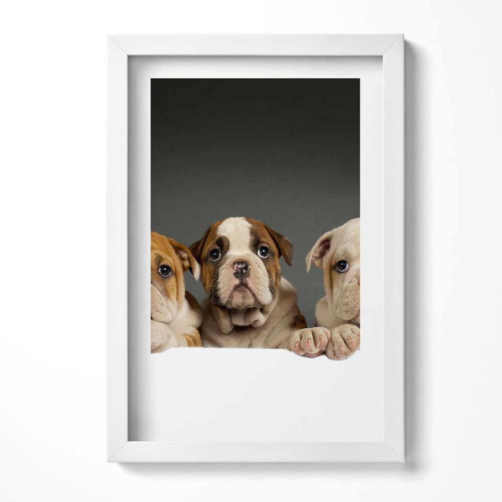 Keretezett kép Kutyák arca barátságos kifejezéssel
