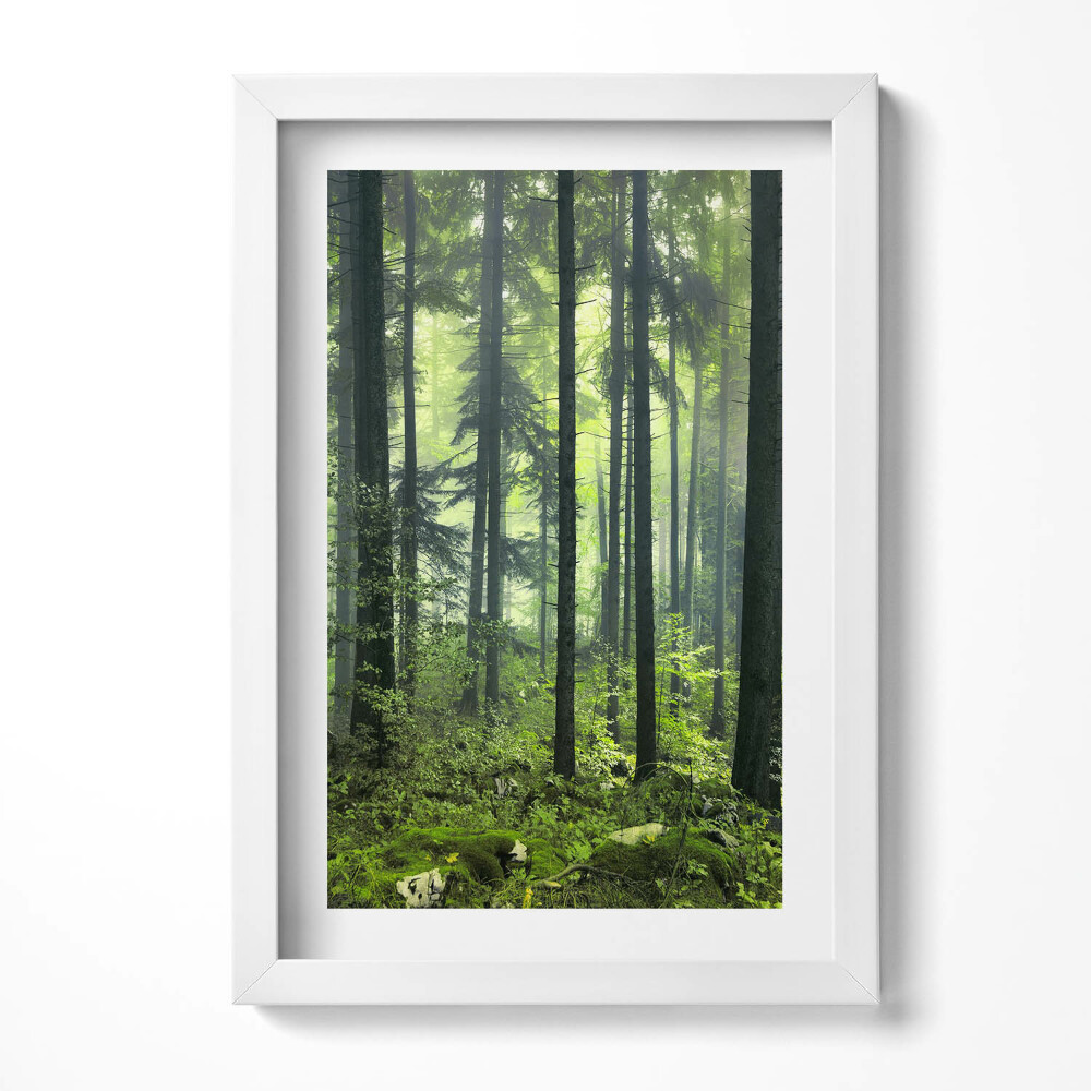 Keretezett kép Zöld erdő ködben