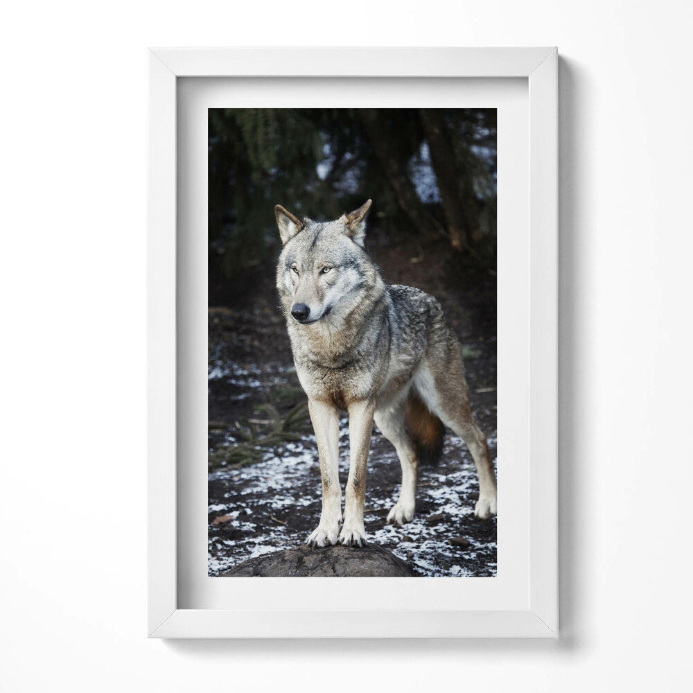 Keretezett kép Farkas hóval borított tájon