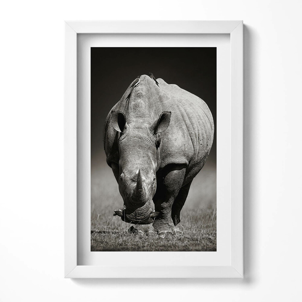 Keretezett kép Egy orrszarvú fekete-fehér festménye