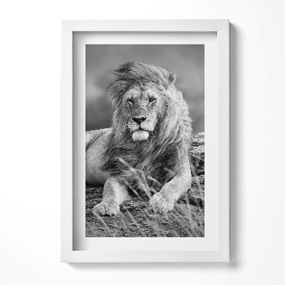 Keretezett kép Fekete-fehér oroszlán portréja