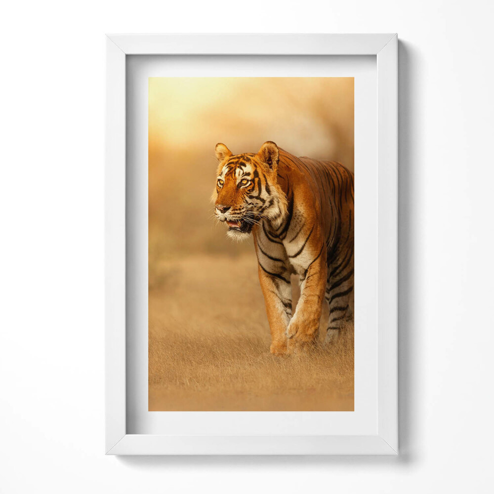 Keretezett kép Tigris a fűben