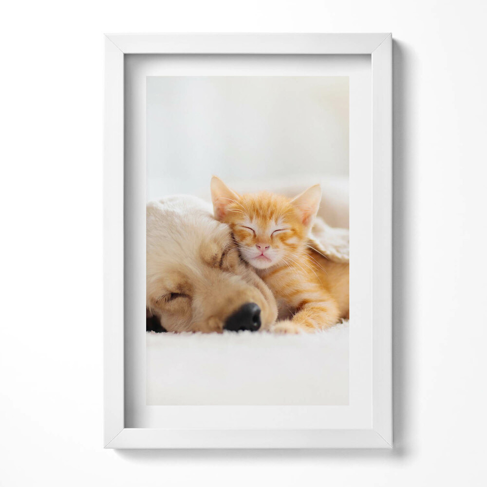 Keretezett kép Kutyus és cica együtt alszanak