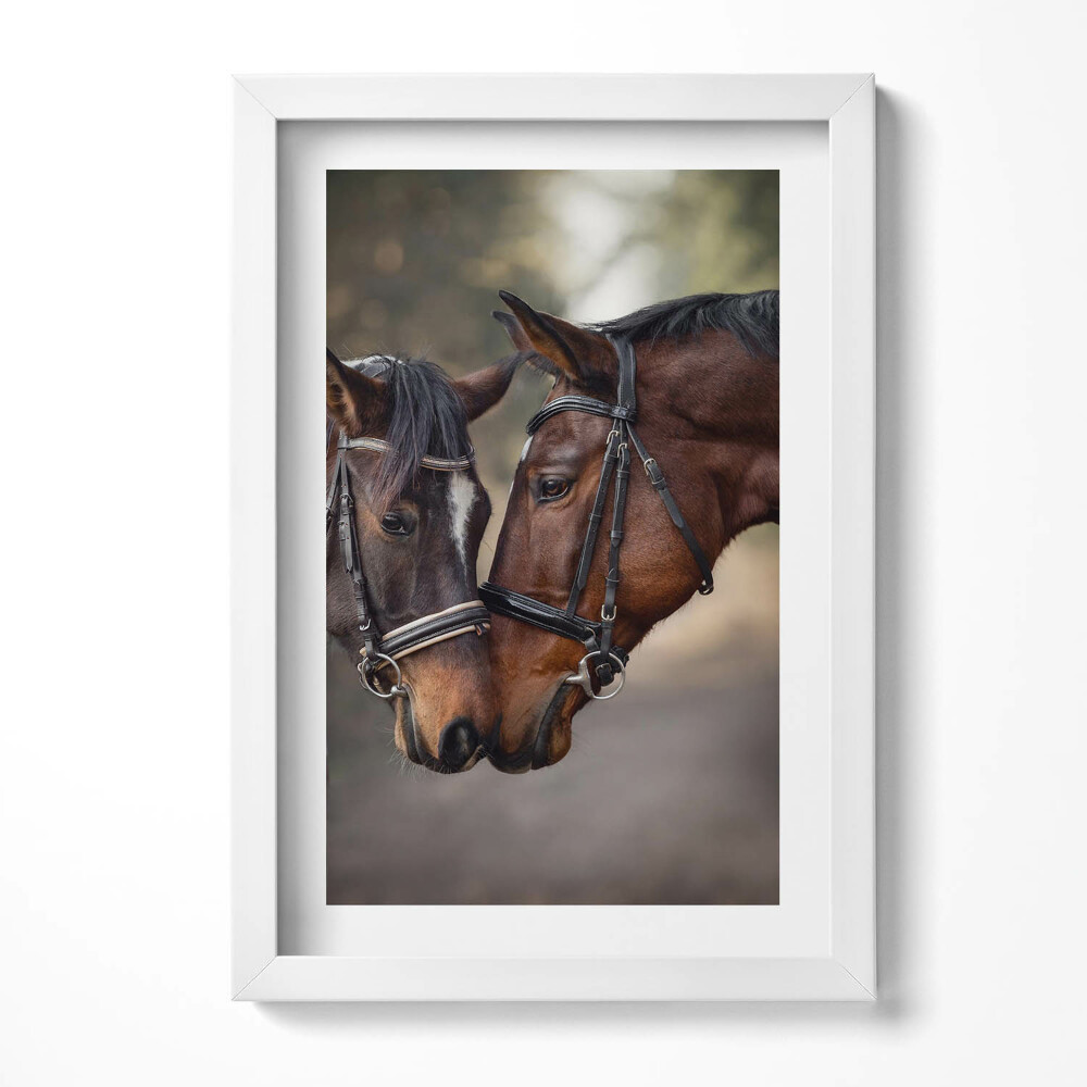 Keretezett kép Két ló összeborulása