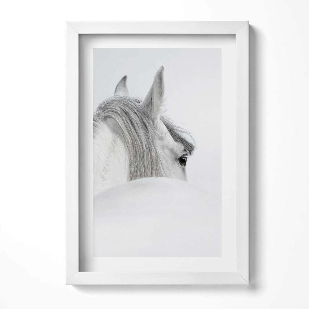 Keretezett kép Fehér ló profilja