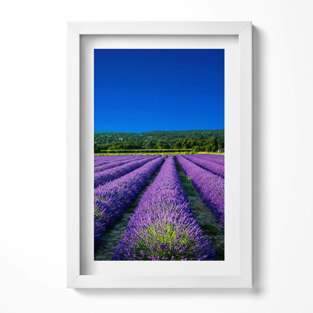 Keretezett kép Levendulamezők kék éggel