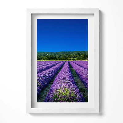 Keretezett kép Levendulamezők kék éggel