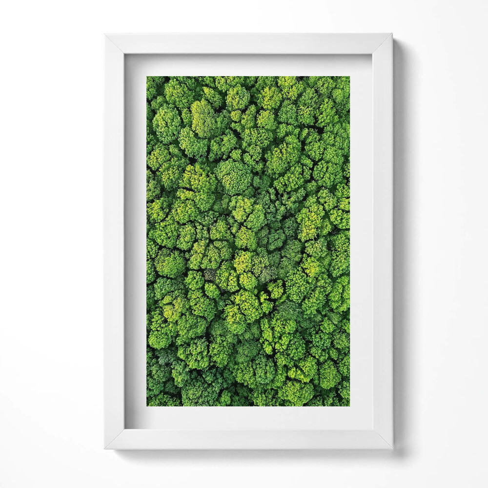 Keretezett kép Zöld fák sűrű lombkoronája