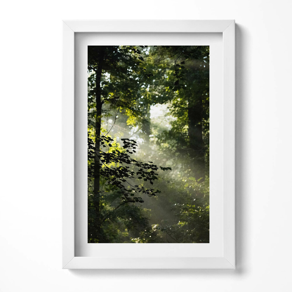 Keretezett kép Fák és fény a természetben