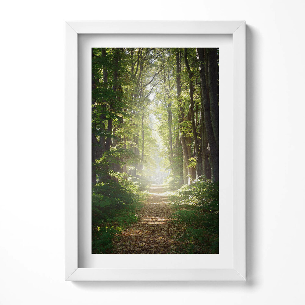 Keretezett kép Zöld erdei ösvény napfényben